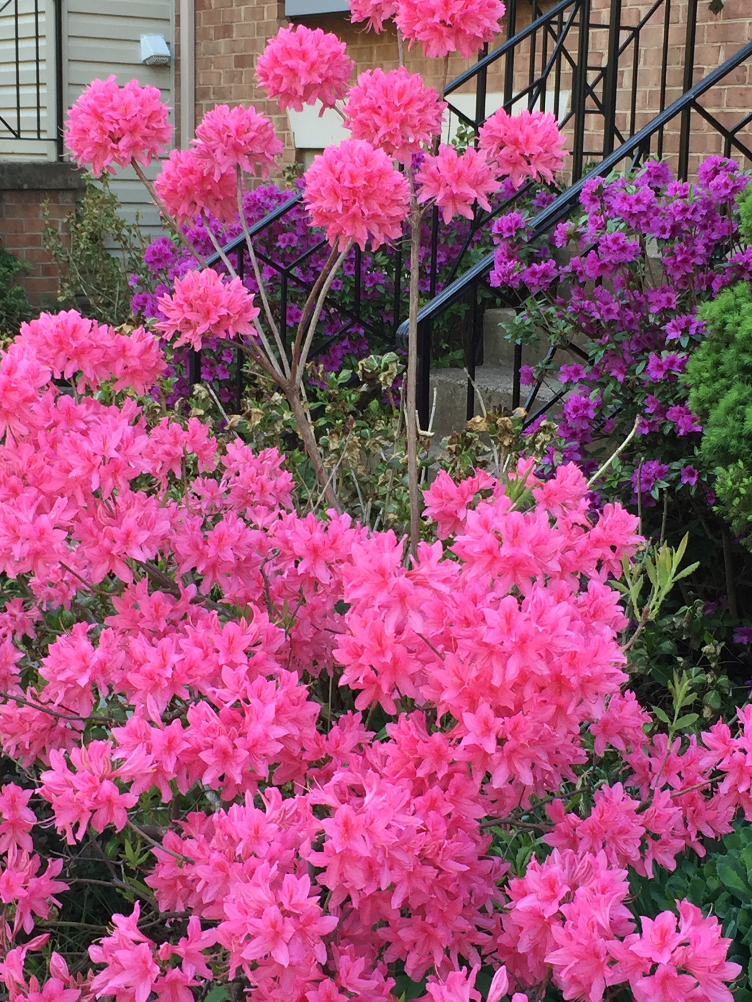 Local Delivery Kurume Hybrid Winter Plant Spring Planting Foliage Sun Shrubs Flowering Soil More Information Container Azalea Mother's Day Winter Plant Spring Foliage Shrub Sun Flowering