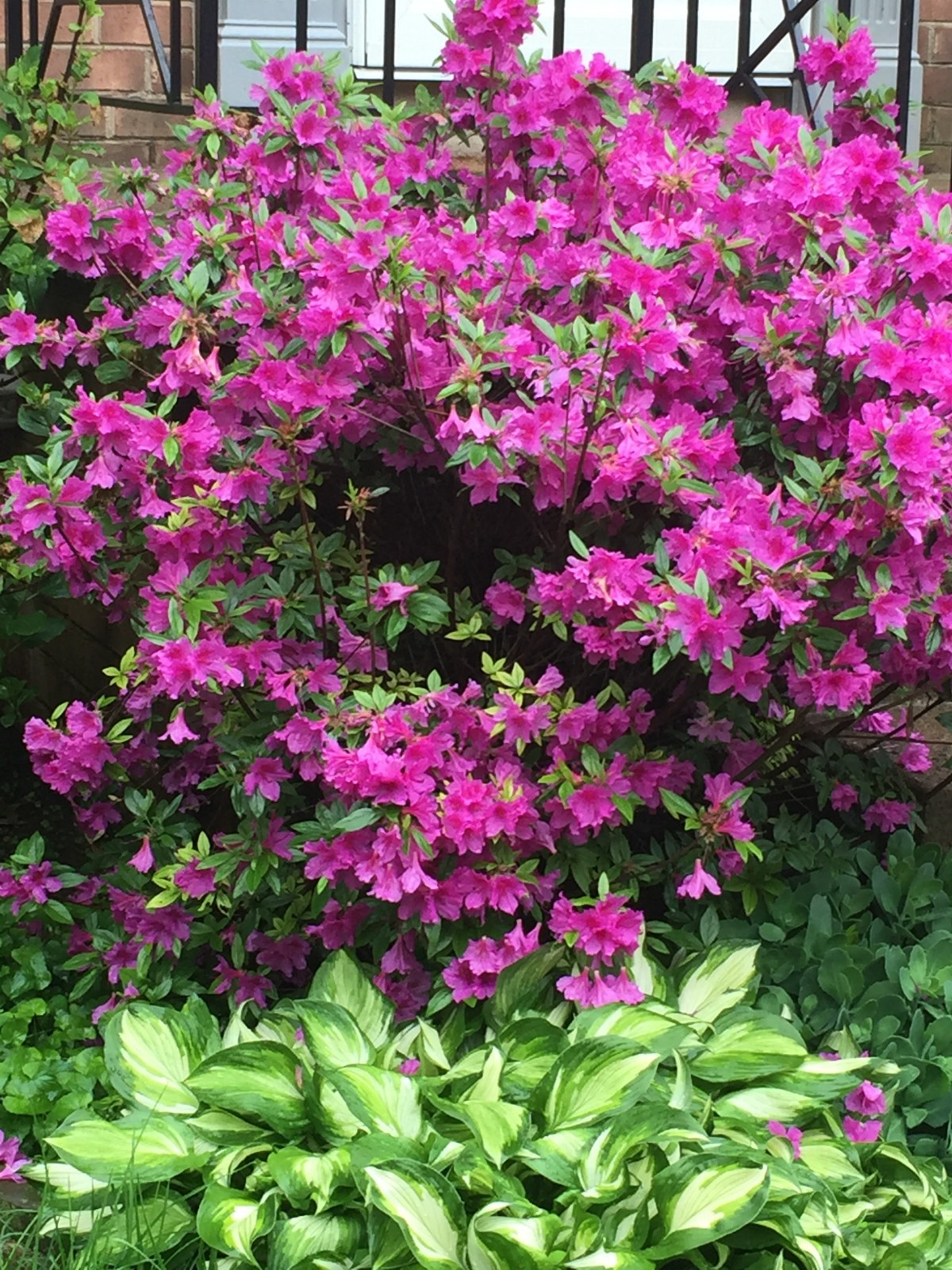 Last Minute Mother's Day Gift Azalea Bush